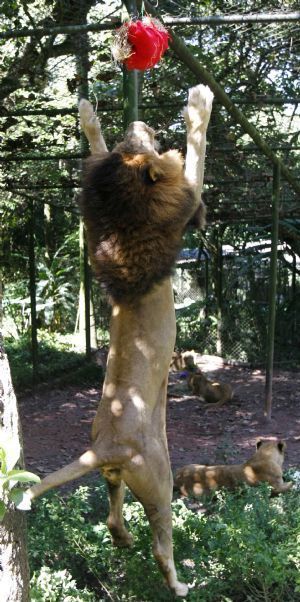 A lion jumps to bite a gift with food inside as part of Christmas celebrations at Safari Zoo in Sao Paulo December 22, 2009.