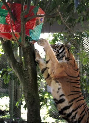 A Siberian Tiger bites a gift with food inside as part of Christmas celebrations at Safari Zoo in Sao Paulo December 22, 2009. 