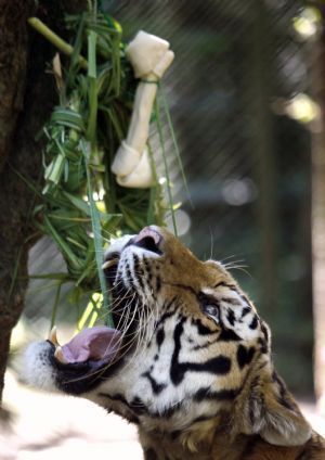 A Siberian Tiger bites a gift with food as part of Christmas celebrations at Safari Zoo in Sao Paulo December 22, 2009.