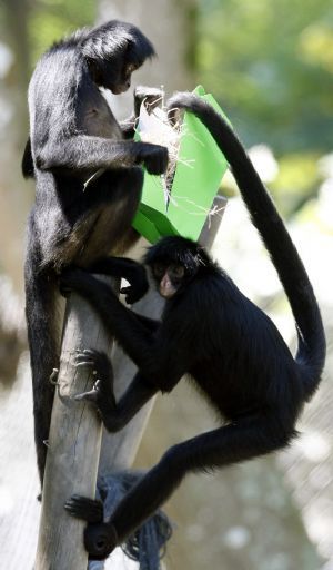 Spider Monkeys share a gift with food inside as part of Christmas celebrations at Safari Zoo in Sao Paulo December 22, 2009. 