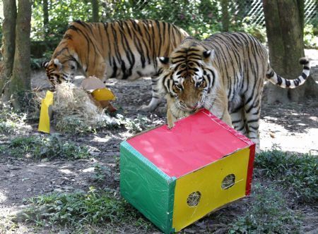 Siberian Tigers bite gifts with food inside as part of Christmas celebrations at Safari Zoo in Sao Paulo December 22, 2009. 