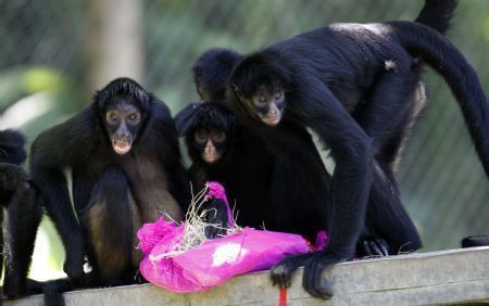 Spider monkeys share a gift with food inside as part of Christmas celebrations at Safari Zoo in Sao Paulo December 22, 2009. 