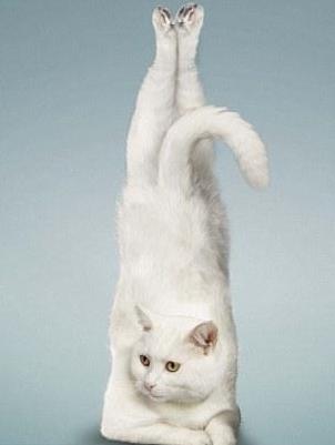 Strike a pose: The Yoga Cats are the brainchild of professional photographer Dan Borris and his wife Alejandra