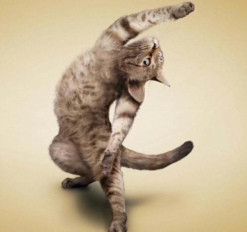 Calendar cats: The Yoga-practising felines feature in a 2010 calendar that is sure to claw its way into the affections of animal lovers everywhere