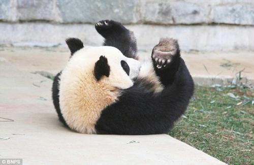 Eye opener: The Giant Panda wakes up to a slightly different view