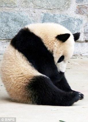 It's been a long day! Giant Panda Tai Chan takes a doze in the midday sun