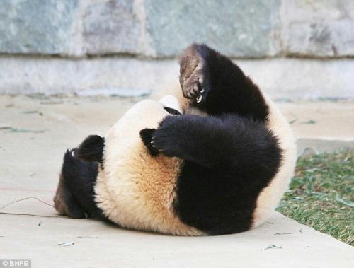 Close up! Tai Shan bears his claws as he rolls off the edge of the paving