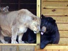 Lion, Tiger, Bear living together in US zoo