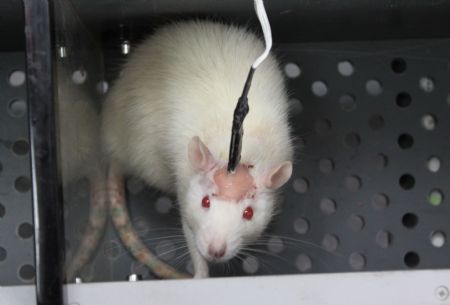 A guinea pig is seen in scientific experiment at the Laboratory of the Tianjin Medical University in north China&apos;s Tianjin municipality on Dec. 23, 2009. The Tianjin Neural Engineering Research Centre is formed on Wednesday as a result of cooperation between Tainjian Medical University and Tianjin University. (Xinhua/Li Xiang)