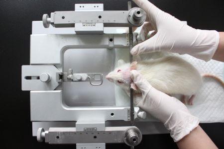 A guinea pig is seen in scientific experiment at the Laboratory of the Tianjin Medical University in north China&apos;s Tianjin municipality on Dec. 23, 2009. The Tianjin Neural Engineering Research Centre is formed on Wednesday as a result of cooperation between Tainjian Medical University and Tianjin University. (Xinhua/Li Xiang) 