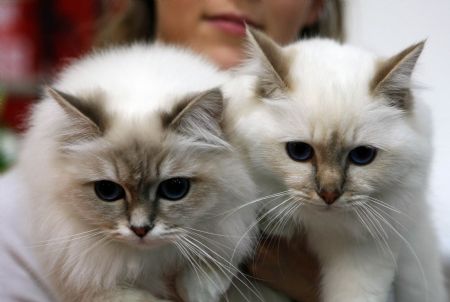 Male and female Birman cats take part in an international cat show in Moshav Beit Hefer near the coastal city of Netanya, north of Israel.