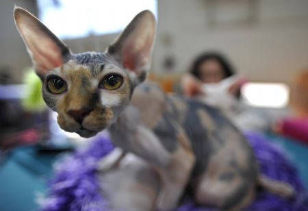 A Canadian Sphynx cat sits during an international cat show in Moshav Bet Hefer near Netanya December 25, 2009. The annual event organised by the World Cat Federation (WCF) featured about 250 breeds of cats.