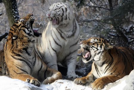 Tigers roar during a photo opportunity for the upcoming New Year event at the Everland amusement park in Yongin, about 50 km (31 miles) south of Seoul December 28, 2009, three days ahead of the year of the tiger, according to the Chinese lunar calendar. The park operates a tiger safari with 32 tigers, of which 10 of them are white tigers.