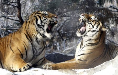 Tigers roar during a photo opportunity for the upcoming New Year event at the Everland amusement park in Yongin, about 50 km (31 miles) south of Seoul December 28, 2009, three days ahead of the year of the tiger, according to the Chinese lunar calendar. The park operates a tiger safari with 32 tigers, of which 10 of them are white tigers. 