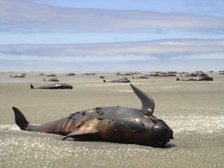 Dead whales lie on the beach at Farewell Spit on New Zealand's South Island December 28, 2009. More than 100 pilot whales died after being stranded at Farewell Spit, according to local media. The beached whales were discovered by a tourist plane on Saturday. Picture taken December 28, 2009. 