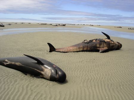 Dead whales lie on the beach at Farewell Spit on New Zealand's South Island December 28, 2009. More than 100 pilot whales died after being stranded at Farewell Spit, according to local media. The beached whales were discovered by a tourist plane on Saturday. Picture taken December 28, 2009.