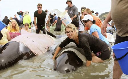 Volunteers and members of New Zealand's Department of Conservation work to rescue stranded pilot whales in Colville Bay, north of Coromandel town on New Zealand's North Island December 27, 2009. More than 60 pilot whales were beached in Colville, according to local media reports. Picture taken December 27, 2009.