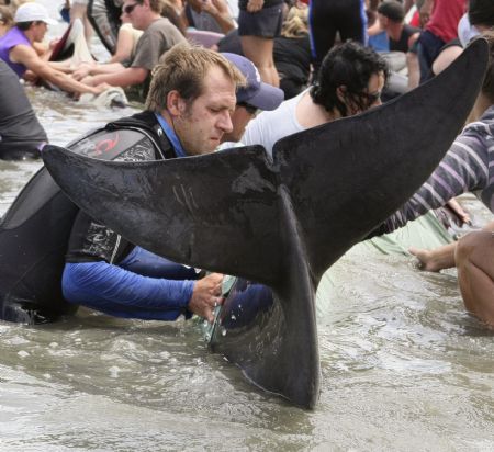 Volunteers and members of New Zealand's Department of Conservation work to rescue stranded pilot whales in Colville Bay, north of Coromandel town on New Zealand's North Island December 27, 2009. More than 60 pilot whales were beached in Colville, according to local media reports. Picture taken December 27, 2009.