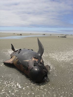 A dead whale lies on the beach at Farewell Spit on New Zealand's South Island December 28, 2009. More than 100 pilot whales died after being stranded at Farewell Spit, according to local media. The beached whales were discovered by a tourist plane on Saturday. Picture taken December 28, 2009. 