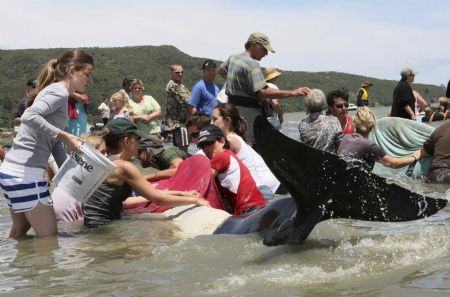 Volunteers and members of New Zealand's Department of Conservation work to rescue stranded pilot whales in Colville Bay, north of Coromandel town on New Zealand's North Island December 27, 2009. More than 60 pilot whales were beached in Colville, according to local media reports. Picture taken December 27, 2009.