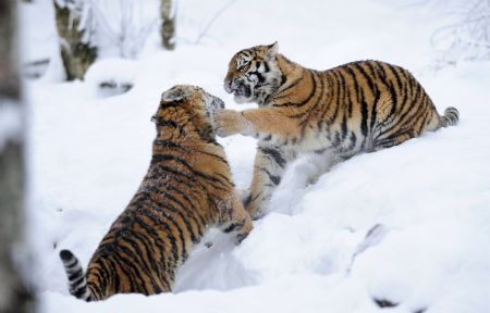 Amur tiger cubs Natalia (L) and Vladimir enjoy the snow at the Highland Wildlife Park in Kingussie, Scotland December 29, 2009.(Xinhua/Reuters Photo)