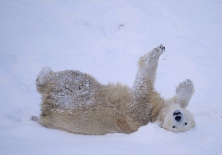 Mercedes the polar bear enjoys the snow at the Highland Wildlife Park in Kingussie, Scotland December 29, 2009. Mercedes, the only polar bear in a UK Zoo, was relocated to Kingussie from Edinburgh in October, due to its colder climate.(Xinhua/Reuters Photo)