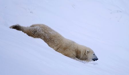 Mercedes the polar bear enjoys the snow at the Highland Wildlife Park in Kingussie, Scotland December 29, 2009.(Xinhua/Reuters Photo)