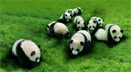 Ten giant pandas that will go to Shanghai is seen in Sichuan, China in this undated photo. [Google.com] 