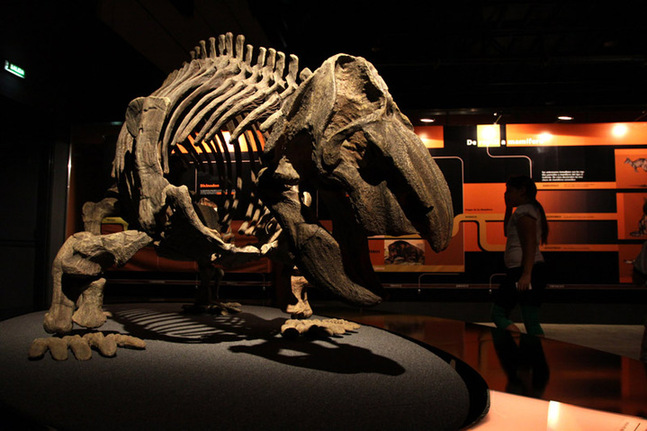 A visitor looks at a fossil during a dinosaur exhibition in Buenos Aires, capital of Argentina, Dec. 29, 2009. The dinosaur exhibition shows the fossils and models of the dinosaurs which lived in remote antiquity in north Argentina&apos;s San Juan Province. [Martin Zabala/Xinhua]