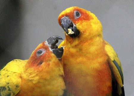 A pair of parrots enjoy their meal in Suzhou Zoo of Suzhou City, east China