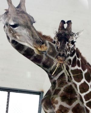 A pair of giraffes enjoy their meal in Suzhou Zoo of Suzhou City, east China