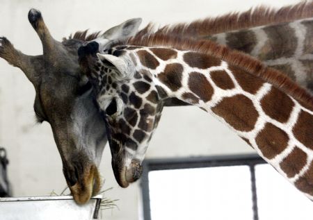 A pair of giraffes enjoy their meal in Suzhou Zoo of Suzhou City, east China