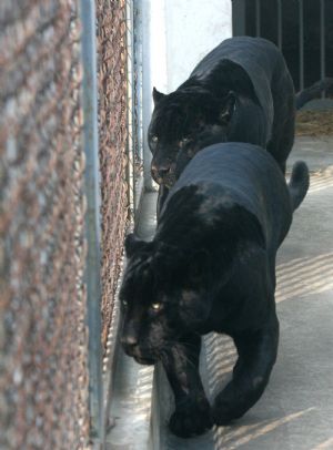 A pair of panthers enjoy sunshine at Suzhou Zoo of Suzhou City, east China