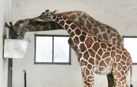 A pair of giraffes enjoy their meal in Suzhou Zoo of Suzhou City, east China