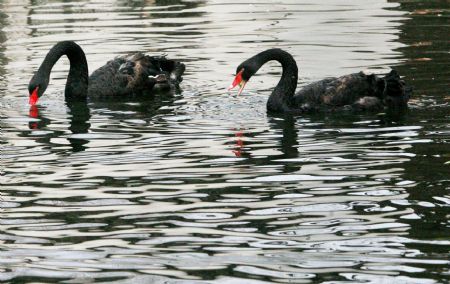 A pair of black swans swim in Suzhou Zoo of Suzhou City, east China