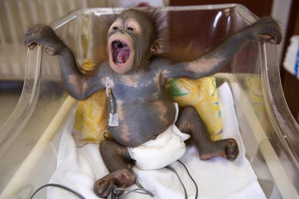 Veterinary staff at the ICU (Infant Care Unit) makes a routine health check on 3 month old June Jr. [CFP]