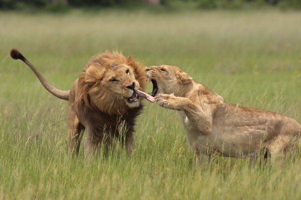 The lioness grabs the male by the tongue.