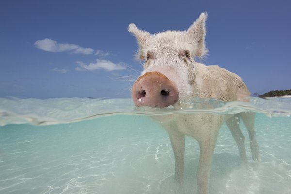 A pig (Sus scrofa domestica) swimming in the Bahamas.