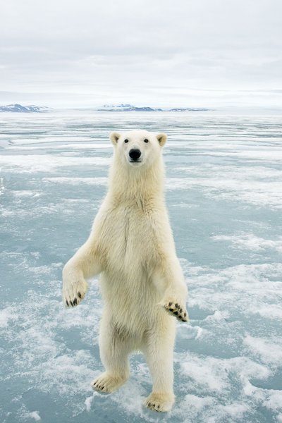 This incredible picture shows an inquisitive polar bear in Svalbard, August 2009. 