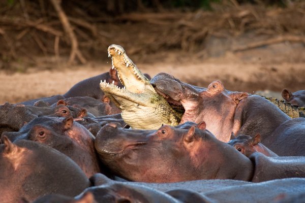 The explosive picture shows the moment a hasty crocodile was killed after getting trapped in a maze of angry, angry hippos. 