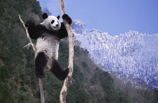 Panda climbing a tree. Playing peacefully in the mountainous regions of western China&apos;s Sichuan Province.