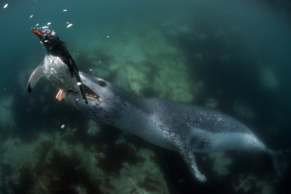 A leopard seal snatches a penguin in its jaws. [CFP]