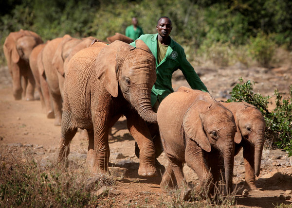 The David Sheldrick Elephant Orphange in Nairobi pictured on the 9th January 2009 where 13 orphanaged elephants currently live at the sanctuary.