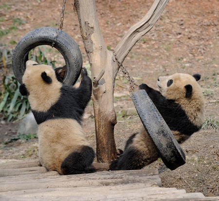 10 giant pandas to head for Expo 2010