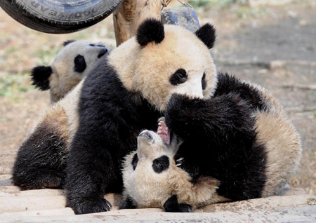10 giant pandas to head for Expo 2010