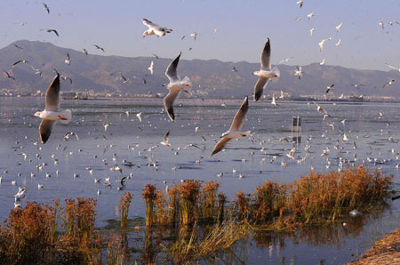 Black-headed gulls are seen over the the Dianchi Lake in Kunming, capital of southwest China's Yunnan Province, Jan. 3, 2010. More than 30,000 black-headed gulls migrated from Siberia to Kunming to live through the winter since last November. (Xinhua/Chen Haining)