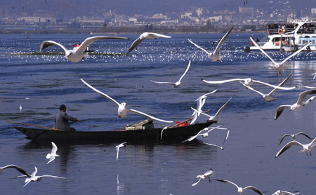 Black-headed gulls are seen over the the Dianchi Lake in Kunming, capital of southwest China's Yunnan Province, Jan. 3, 2010. More than 30,000 black-headed gulls migrated from Siberia to Kunming to live through the winter since last November. (Xinhua/Chen Haining)