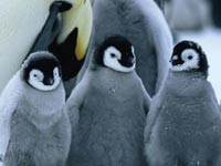 Climate change threatens to starve penguins
