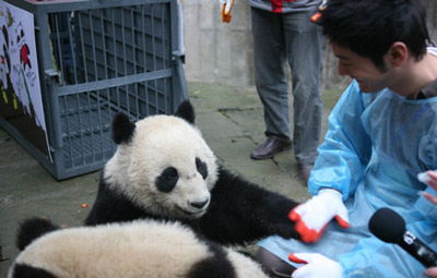 Actor Huang Xiaoming shares a light moment with giant pandas in Ya'an, Sichuan Province on January 5, 2010.