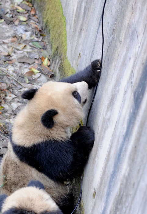 Giant panda Pingping plays at the Bifeng Gorge Breeding Base of Sichuan in Ya&apos;an, southwest China&apos;s Sichuan Province, Jan. 5, 2010. Ten giant pandas Pingping, An&apos;an, Yunyun, Youyou, Minmin, Hanyuan, Zhuangmei, Aoyun, Wuyang and Aling setted out for Shanghai, host city of the 2010 World Expo, Tuesday on a chartered plane for a year-long display. [Chen Xie/Xinhua]